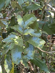 Atalaya multiflora