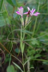 Dianthus caucaseus
