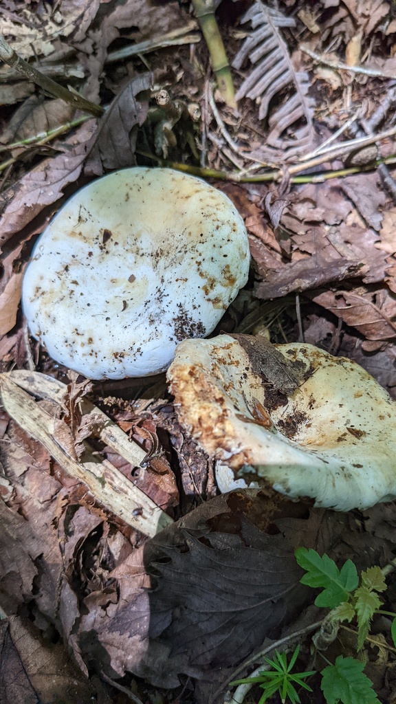 Lactifluus subpiperatus