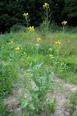 Brassica rapa campestris