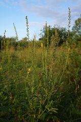 Agrimonia eupatoria