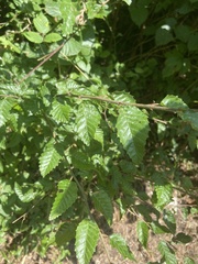 Carpinus orientalis