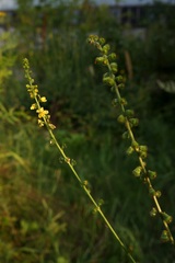 Agrimonia eupatoria