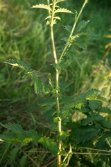 Agrimonia eupatoria