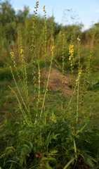 Agrimonia eupatoria