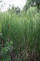 Typha angustifolia