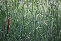 Typha angustifolia