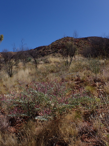 Image of Indigofera basedowii by (c) Nina Kerr, some rights reserved (CC BY)