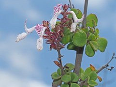 Aeollanthus parvifolius