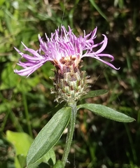 Centaurea oxylepis