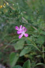 Dianthus caucaseus