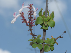 Aeollanthus parvifolius