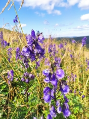 Aconitum variegatum