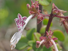 Aeollanthus parvifolius