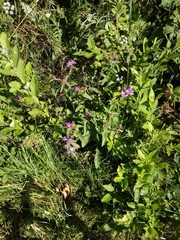 Centaurea oxylepis