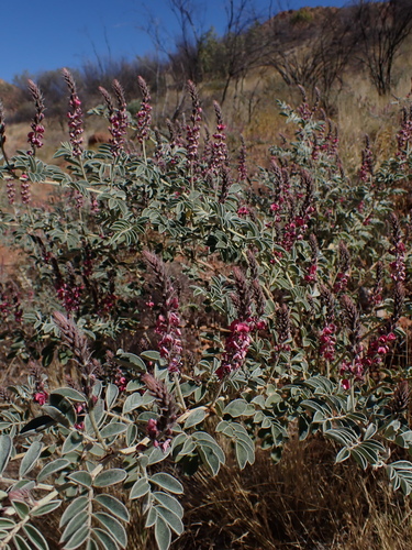 Image of Indigofera basedowii by (c) Nina Kerr, some rights reserved (CC BY)