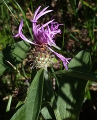 Centaurea oxylepis