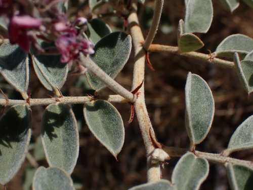 Image of Indigofera basedowii by (c) Nina Kerr, some rights reserved (CC BY)