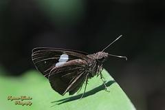 Notocrypta paralysos