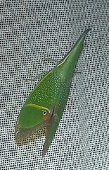 Odontoptera carrenoi