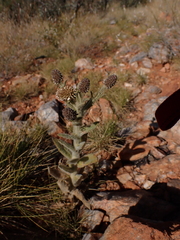 Pterocaulon serrulatum