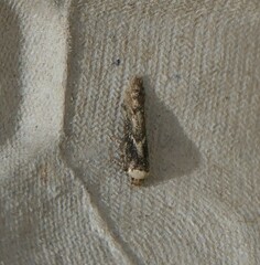 Blastobasis adustella