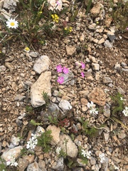 Silene integripetala integripetala