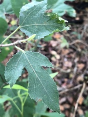 Ficus
