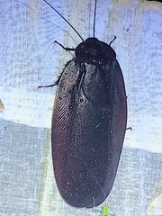 Megaloblatta blaberoides