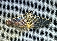 Spilomela discordens