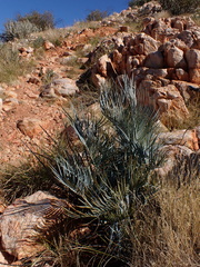 Macrozamia macdonnellii