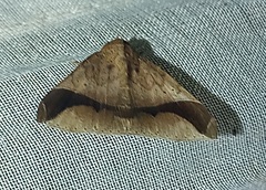 Ophisma diatonica