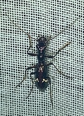 Ctenostoma maculicorne