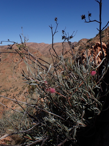 Image of Hakea grammatophylla by (c) Nina Kerr, some rights reserved (CC BY)