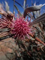 Hakea grammatophylla