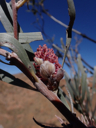 Image of Hakea grammatophylla by (c) Nina Kerr, some rights reserved (CC BY)