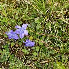 Cyananthus microphyllus