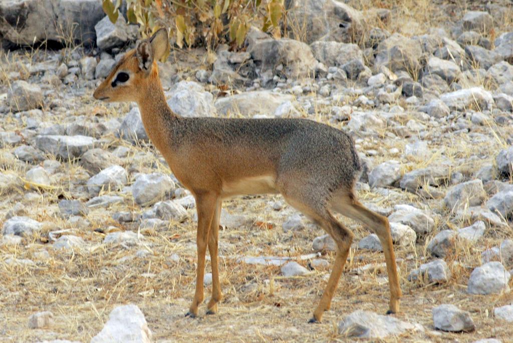 Dik-diks