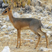 Dik-Diks - Photo (c) Joachim Louis, some rights reserved (CC BY-NC-ND), uploaded by Joachim Louis