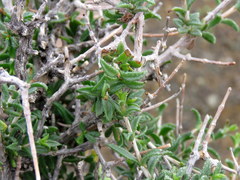 Pteronia viscosa
