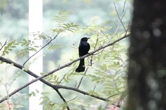 Dicrurus hottentottus