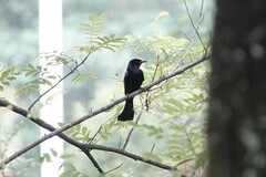 Dicrurus hottentottus