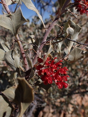 Grevillea wickhamii