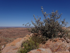 Grevillea wickhamii