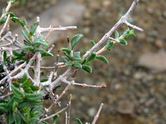 Pteronia viscosa