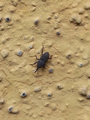 Sitophilus rugicollis