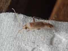 Compsidolon salicellum