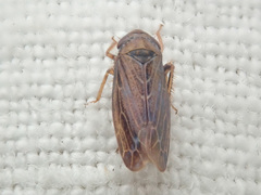 Speudotettix subfusculus