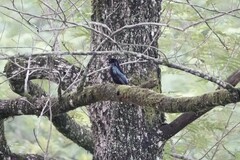 Dicrurus hottentottus