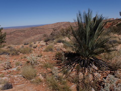 Macrozamia macdonnellii